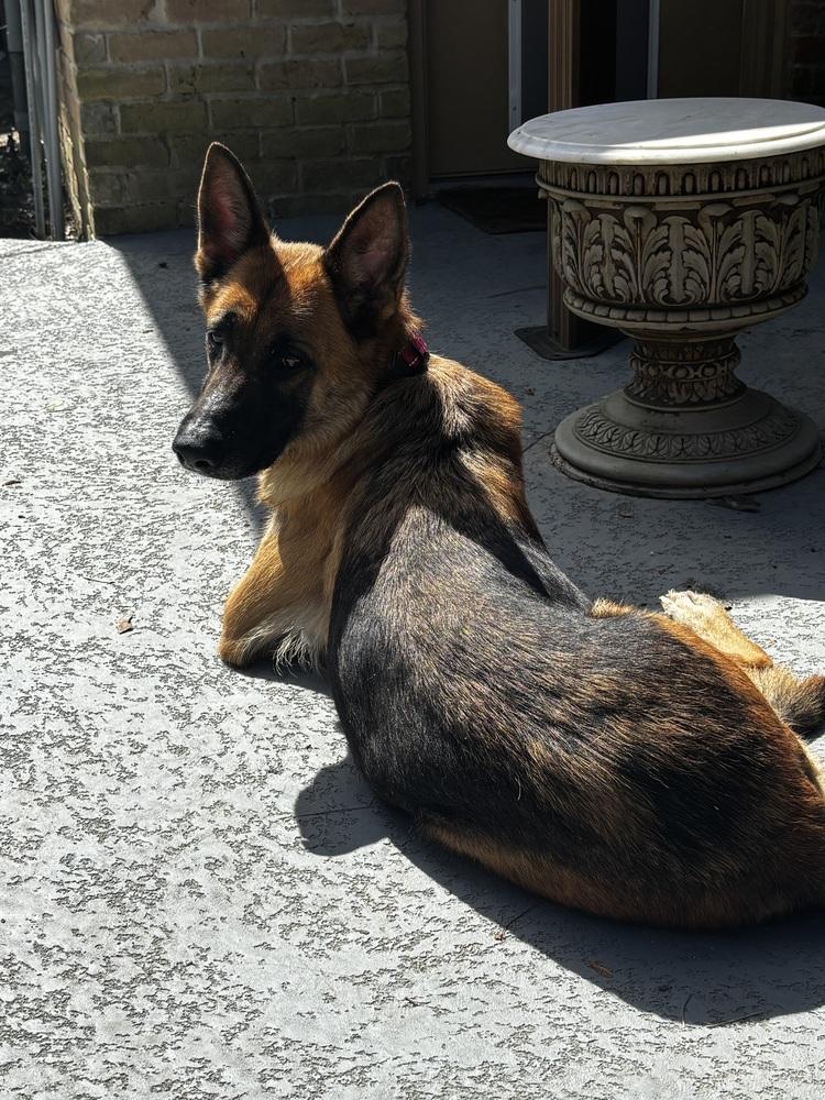 Enlarge Ruby Marie, a Adoptable German Shepherd Dog in Sealy, TX image 1/6