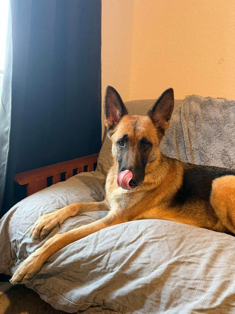 Enlarge Ruby Marie, a Adoptable German Shepherd Dog in Sealy, TX image 2/6