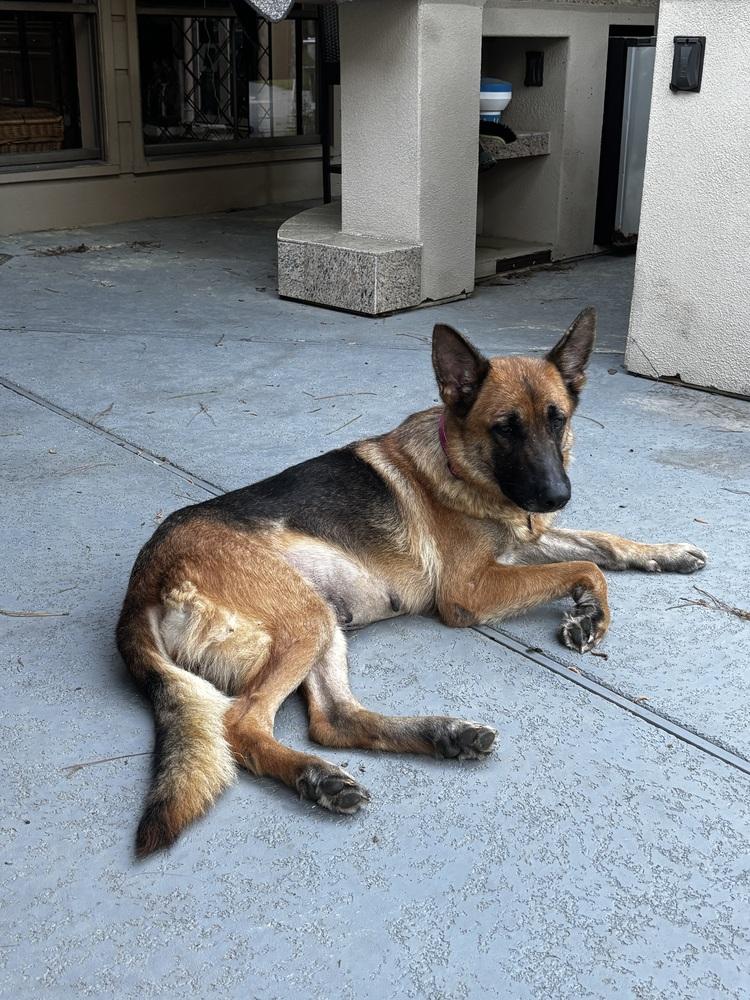 Enlarge Ruby Marie, a Adoptable German Shepherd Dog in Sealy, TX image 3/6
