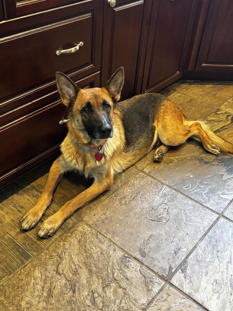 Enlarge Ruby Marie, a Adoptable German Shepherd Dog in Sealy, TX image 4/6