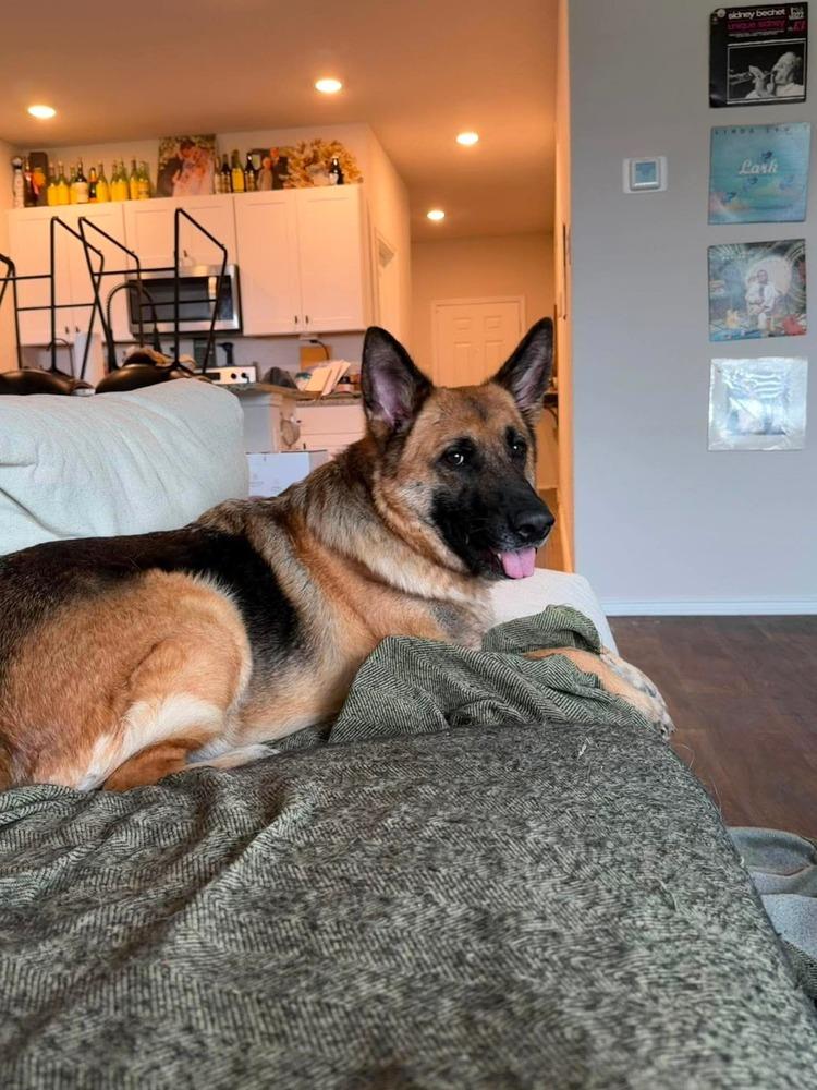 Enlarge Ruby Marie, a Adoptable German Shepherd Dog in Sealy, TX image 5/6