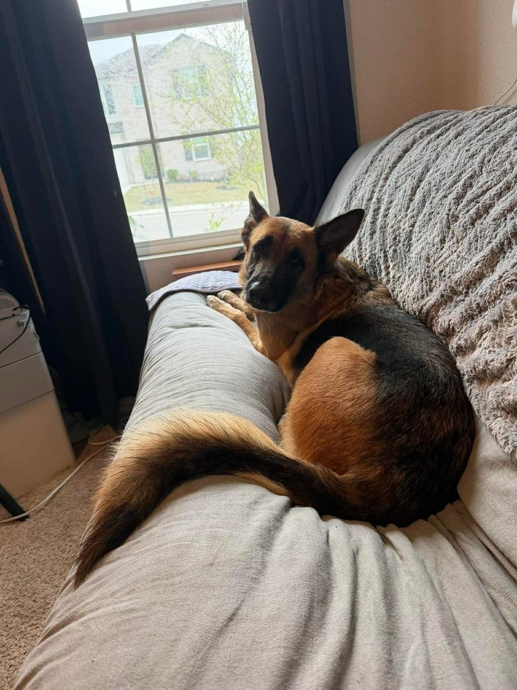 Enlarge Ruby Marie, a Adoptable German Shepherd Dog in Sealy, TX image 6/6