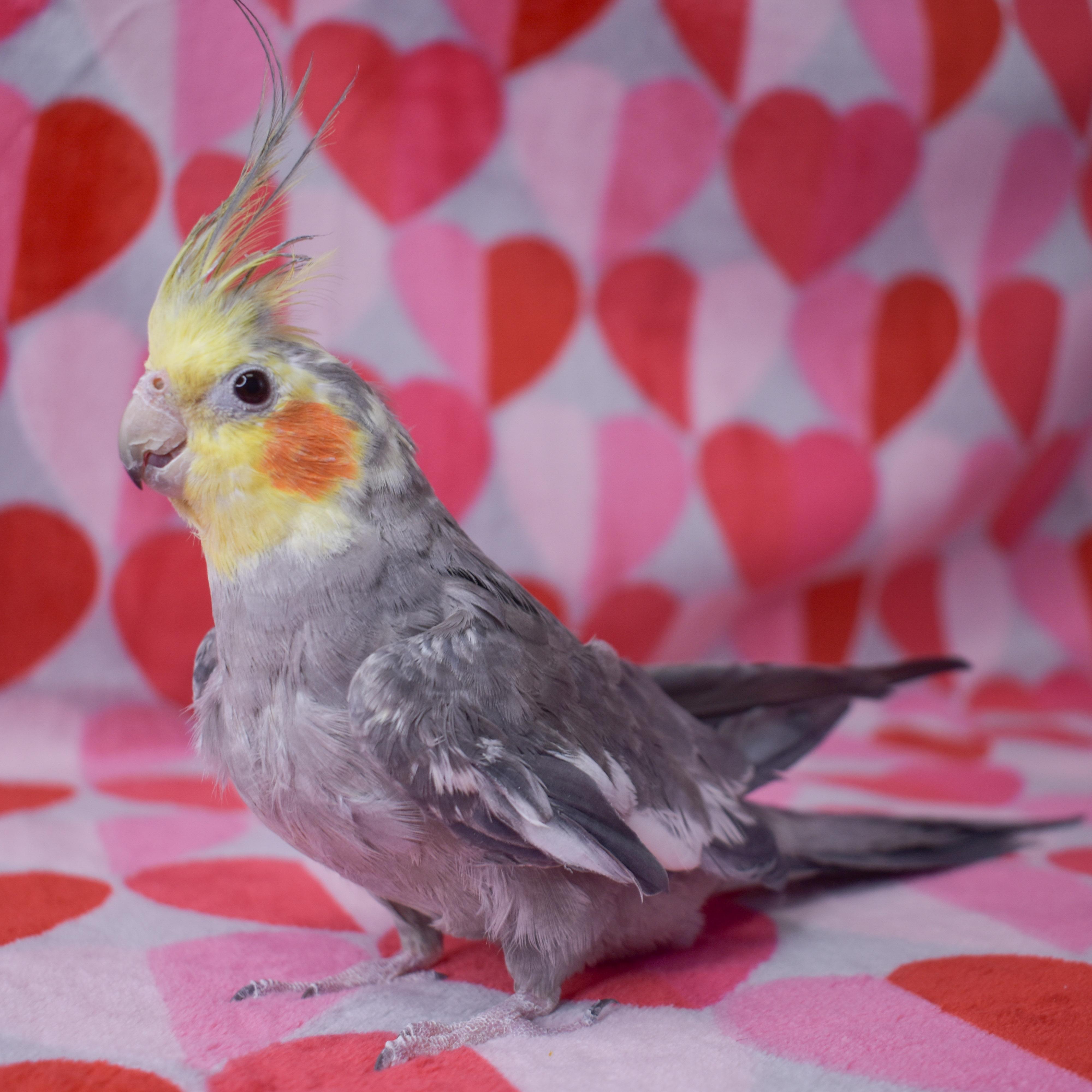 Enlarge Chandler Wing, a Adoptable Cockatiel in Waukesha, WI image 3/6