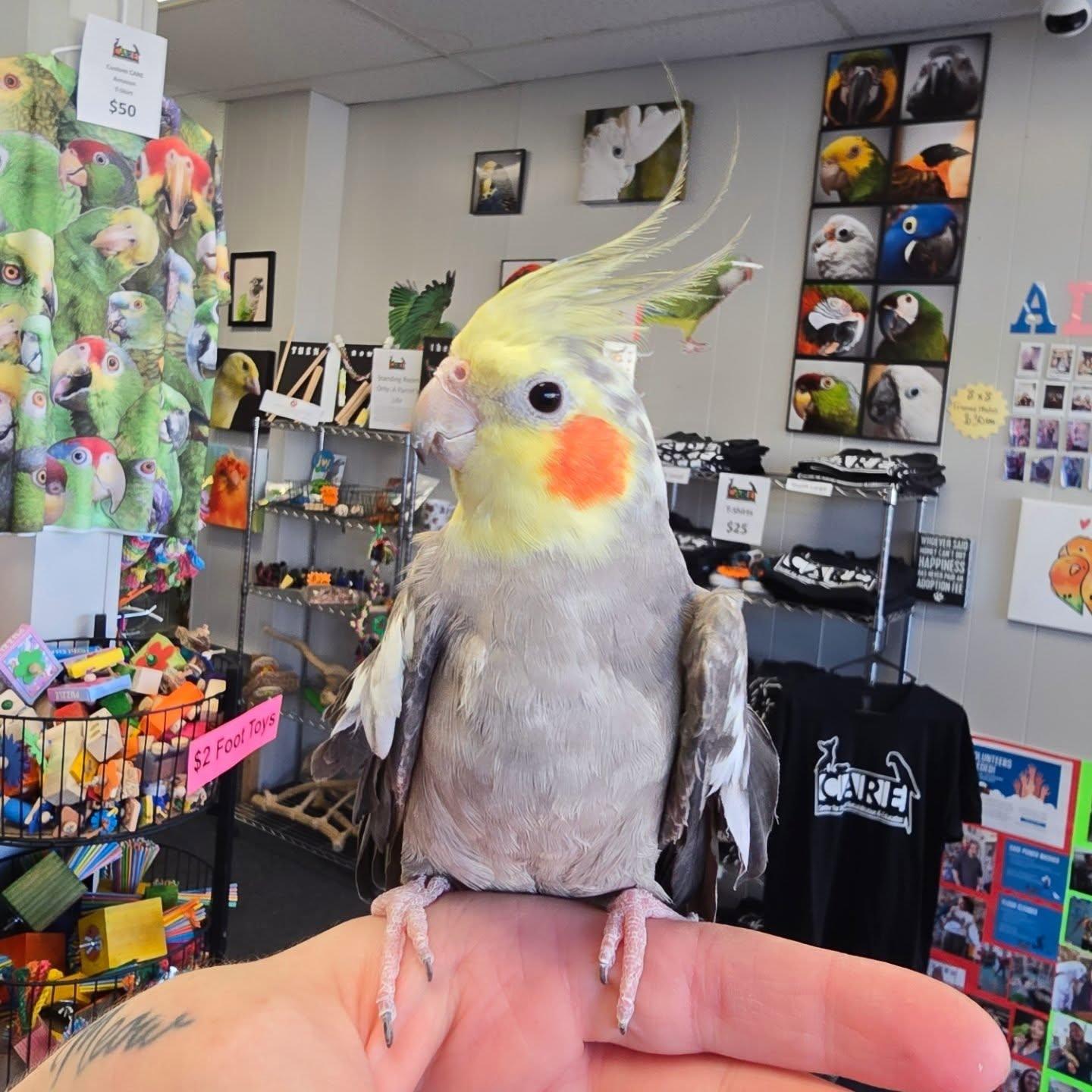 Enlarge Chandler Wing, a Adoptable Cockatiel in Waukesha, WI image 4/6