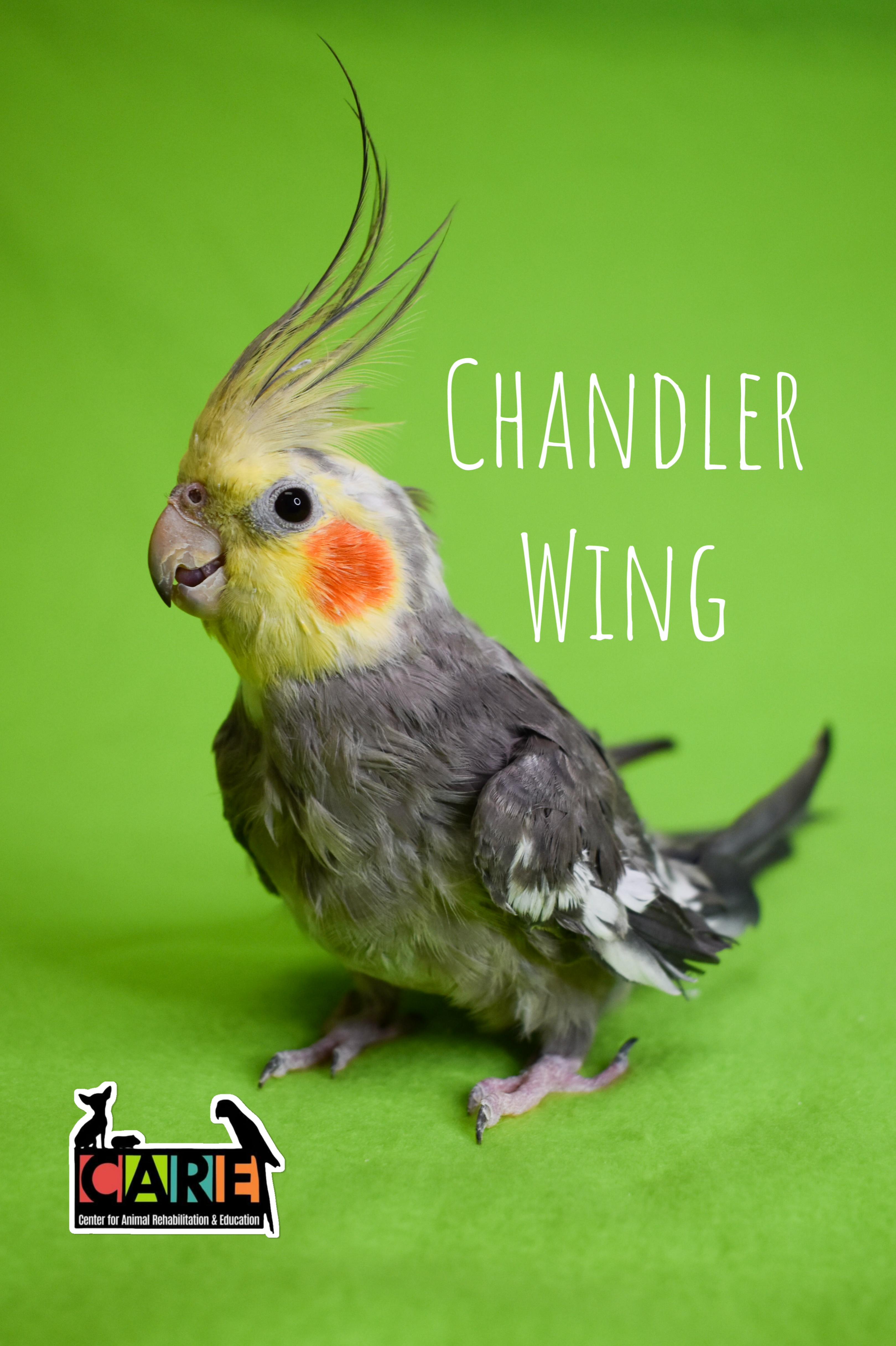 Chandler Wing, Adoptable, Adult Male Cockatiel.