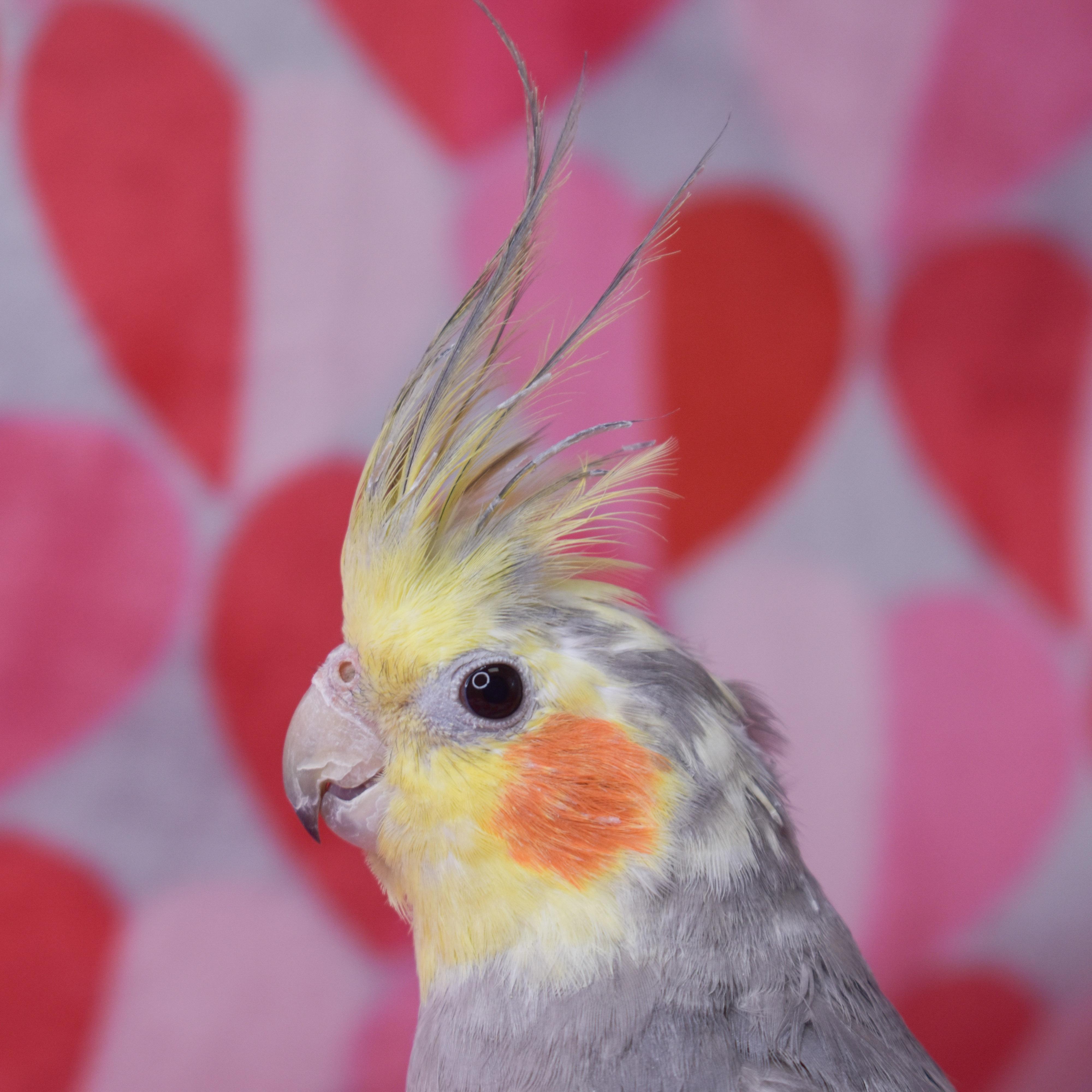 Enlarge Chandler Wing, a Adoptable Cockatiel in Waukesha, WI image 6/6
