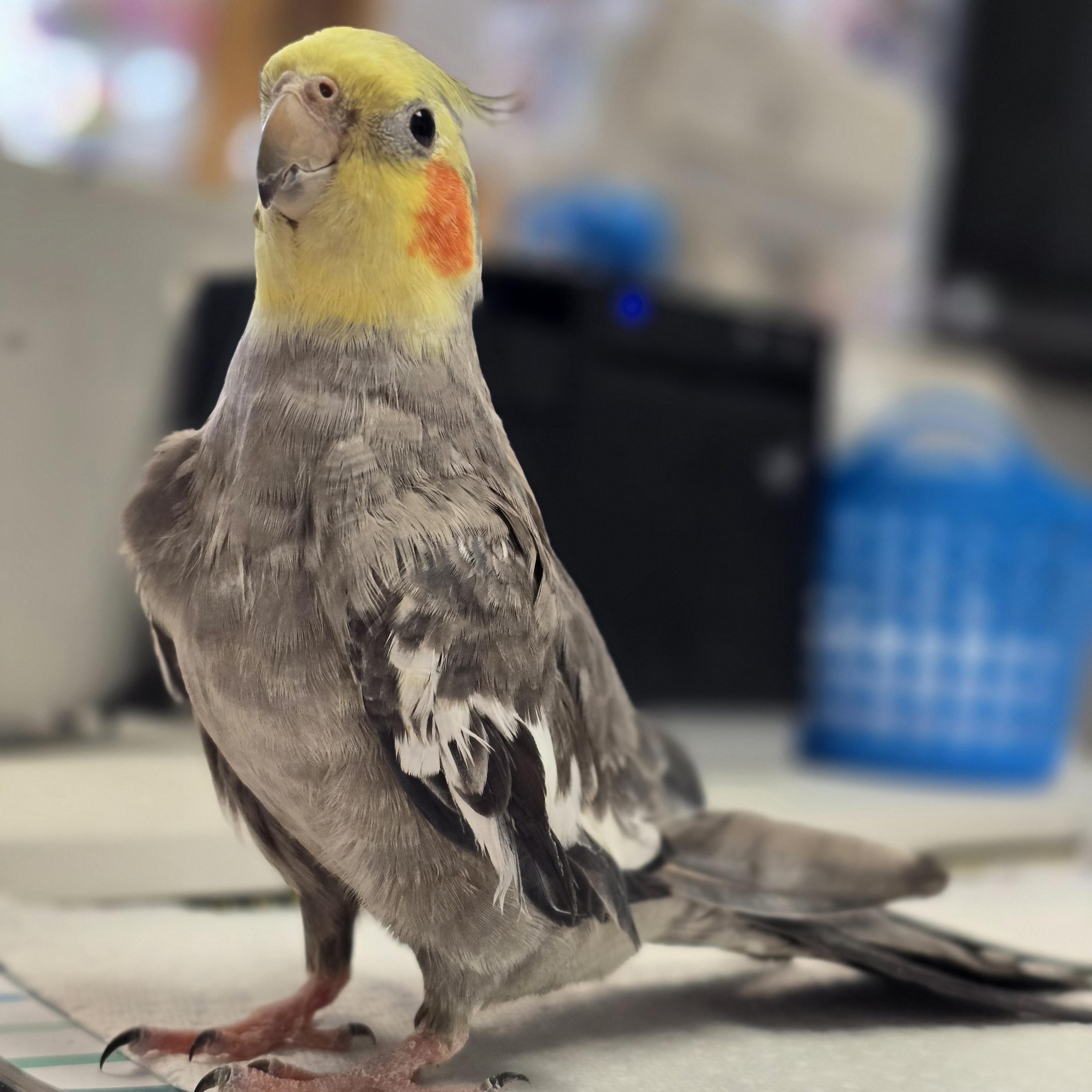 Enlarge Chandler Wing, a Adoptable Cockatiel in Waukesha, WI image 5/6