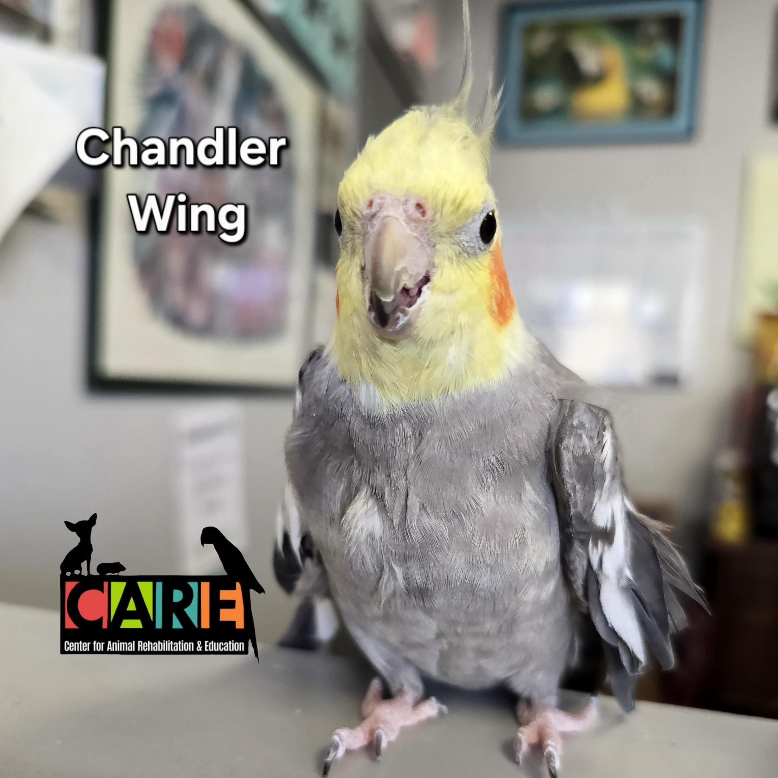 Chandler Wing, Adoptable, Adult Male Cockatiel.