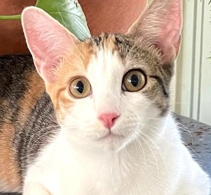 Callie, a Adoptable mixed breed in Austin, TX image 4/6