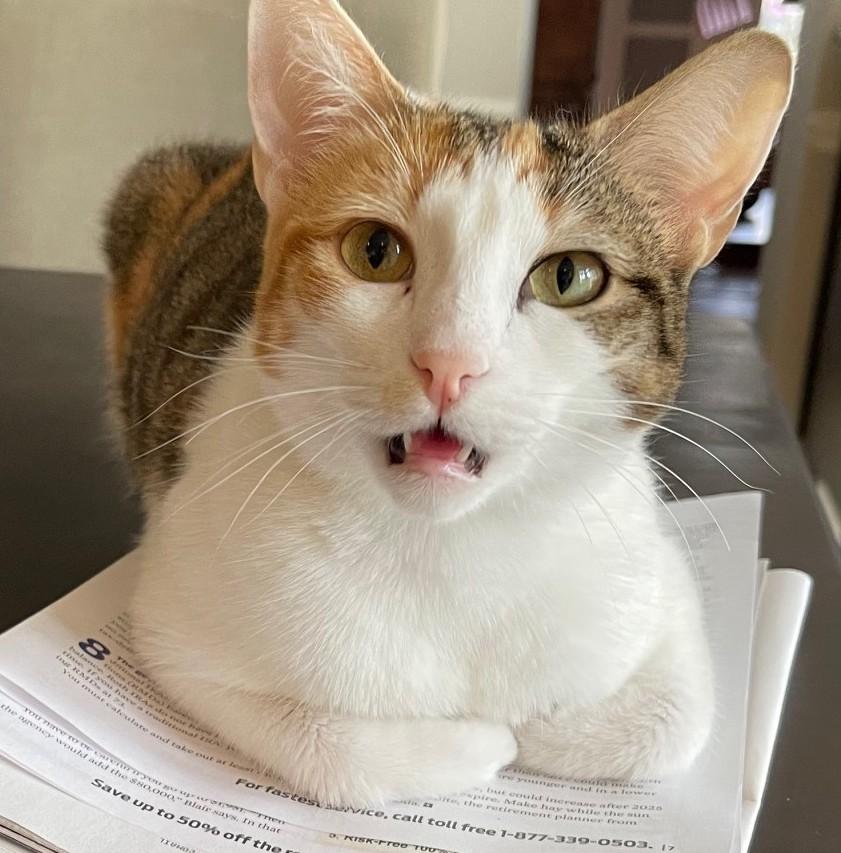 Callie, a Adoptable mixed breed in Austin, TX image 3/6