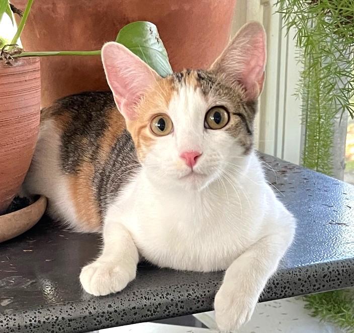 Callie, a Adoptable mixed breed in Austin, TX image 2/6