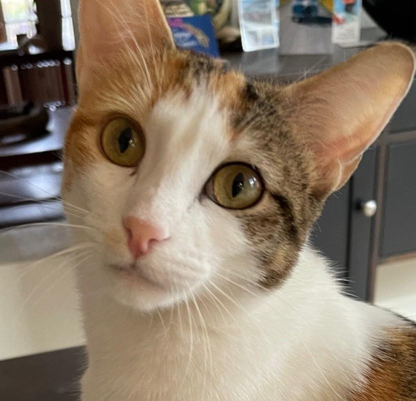 Callie, Adoptable, Young Female Calico & Tabby.