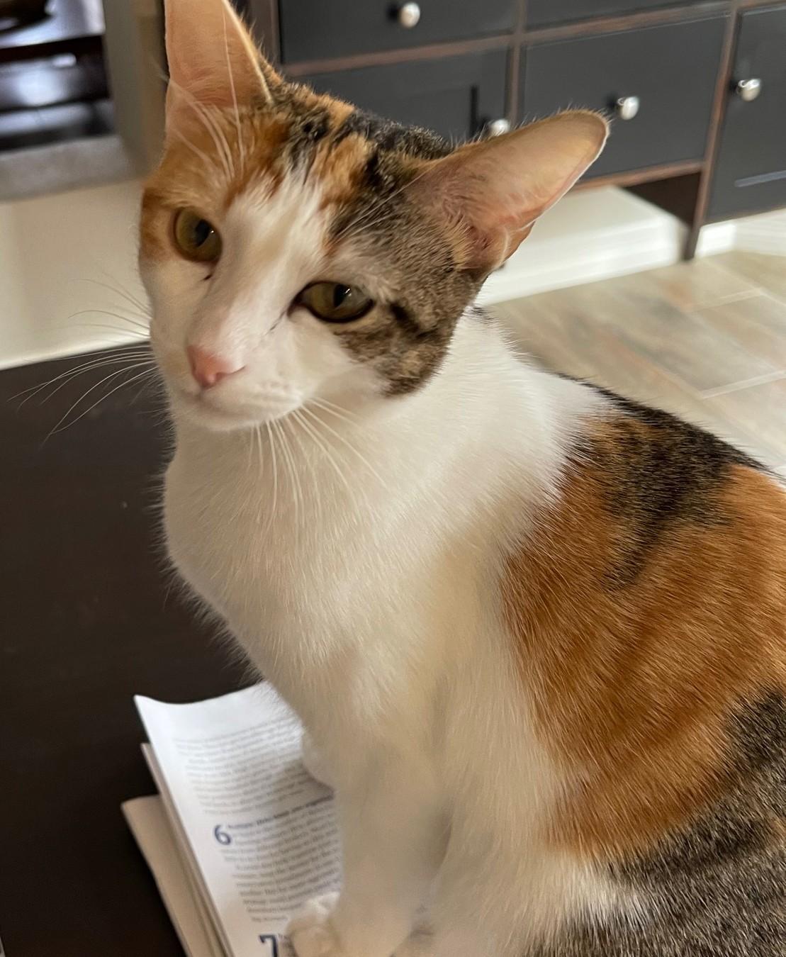 Callie, a Adoptable mixed breed in Austin, TX image 6/6