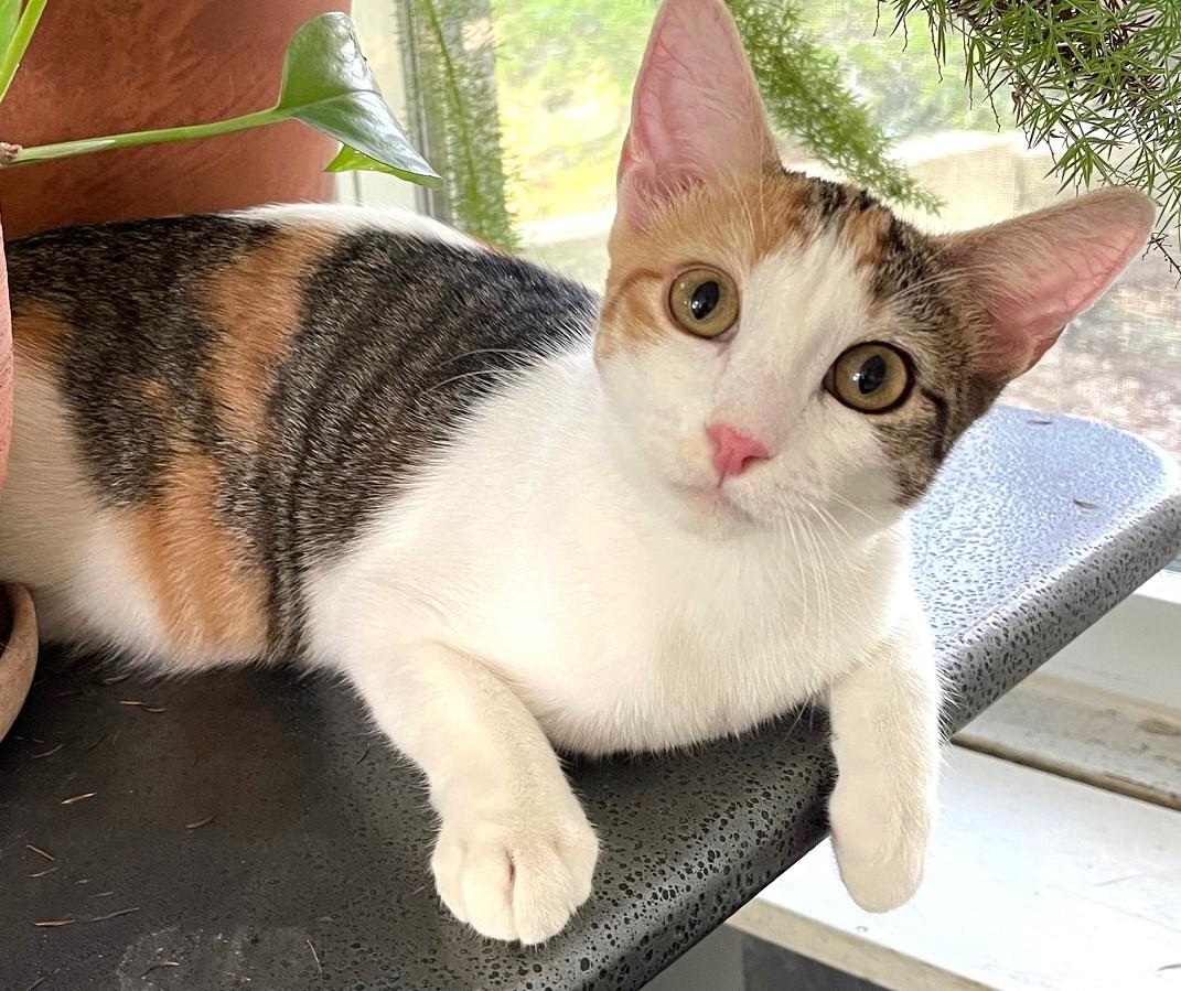 Callie, a Adoptable mixed breed in Austin, TX image 6/6