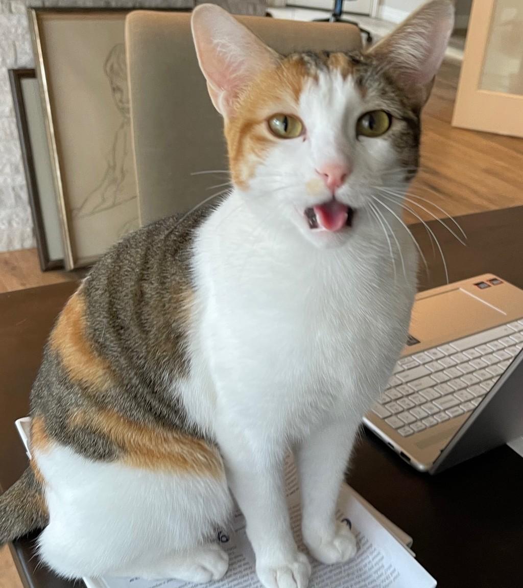 Callie, a Adoptable mixed breed in Austin, TX image 5/6