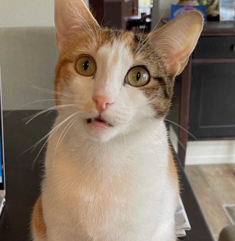 Callie, a Adoptable mixed breed in Austin, TX image 2/6