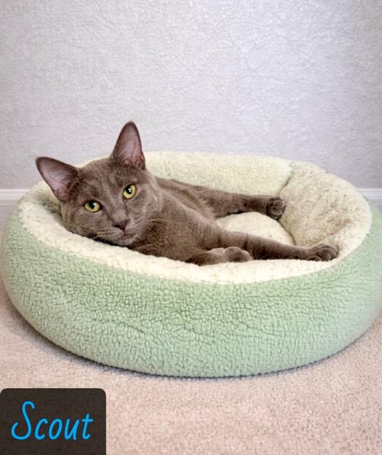 Scout, ADOPTABLE, Young Male Domestic Short Hair.