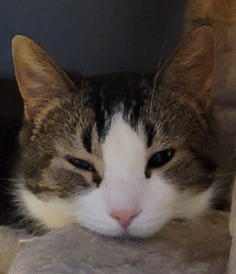 Ennis, a Adoptable mixed breed image 1/3