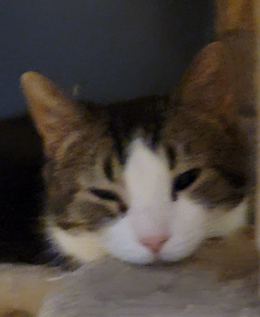 Ennis, a Adoptable mixed breed image 2/3