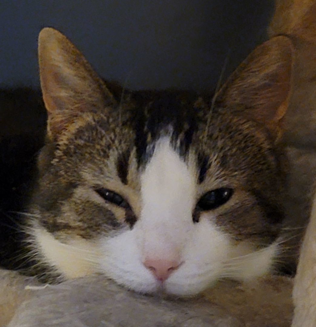 Ennis, a Adoptable mixed breed image 3/3