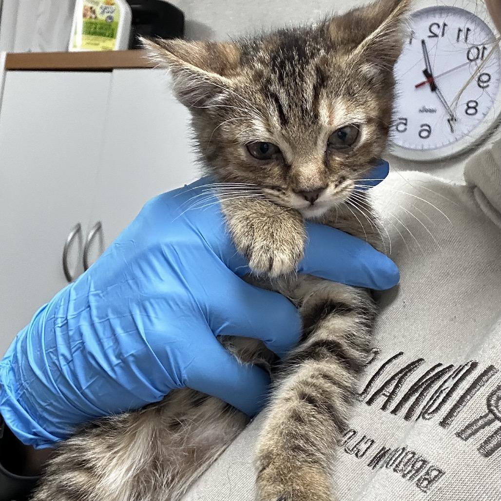 Enlarge Wren, a Adoptable Domestic Short Hair in Pensacola, FL image 1/1