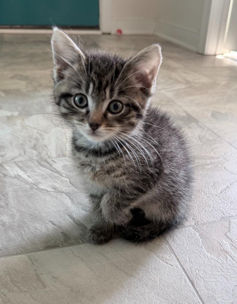 Papaya, Adopted, Kitten Male Domestic Short Hair.