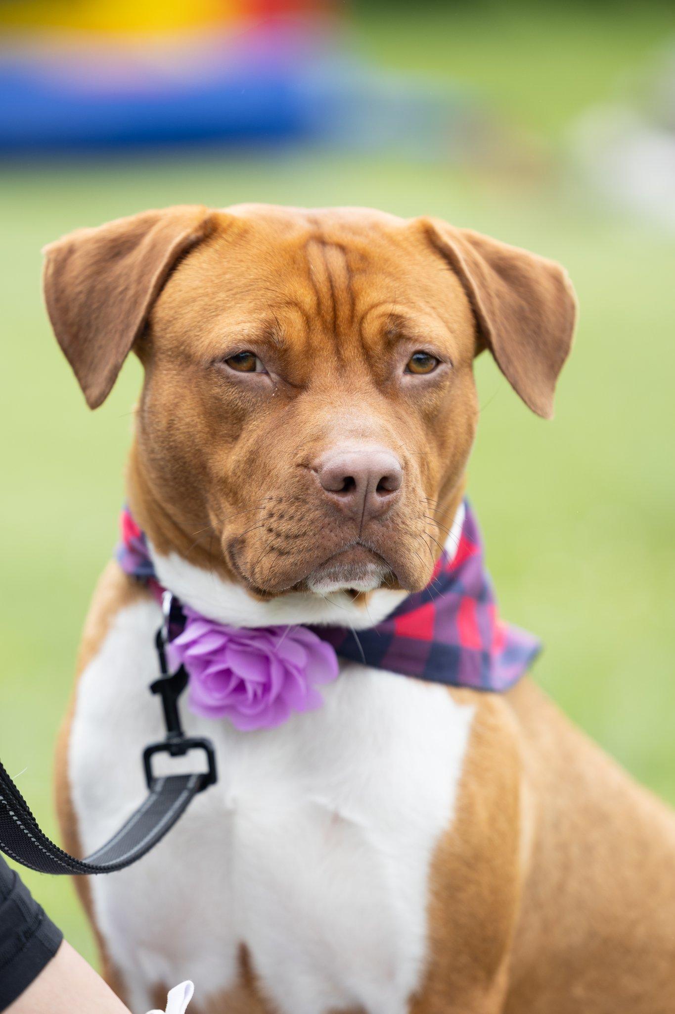 Mama Eve, Adoptable, Young Female Pit Bull Terrier.