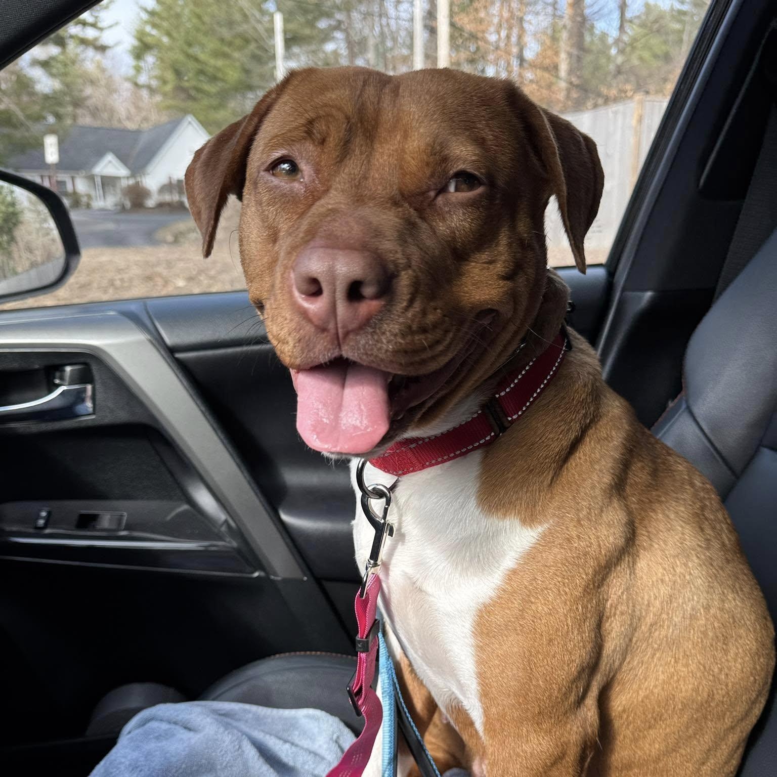 Enlarge Mama Eve, a Adoptable mixed breed in Pembroke, MA image 4/6