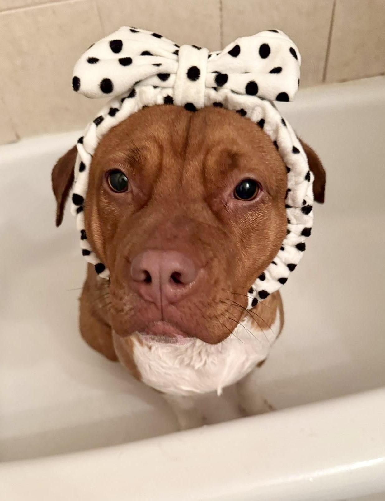 Enlarge Mama Eve, a Adoptable mixed breed in Pembroke, MA image 3/6