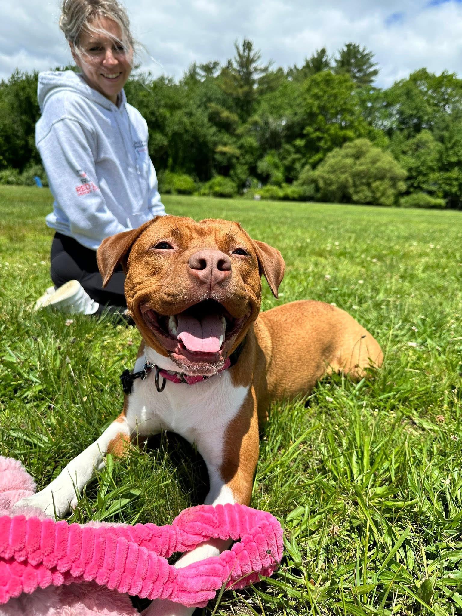 Enlarge Mama Eve, a Adoptable mixed breed in Pembroke, MA image 2/6