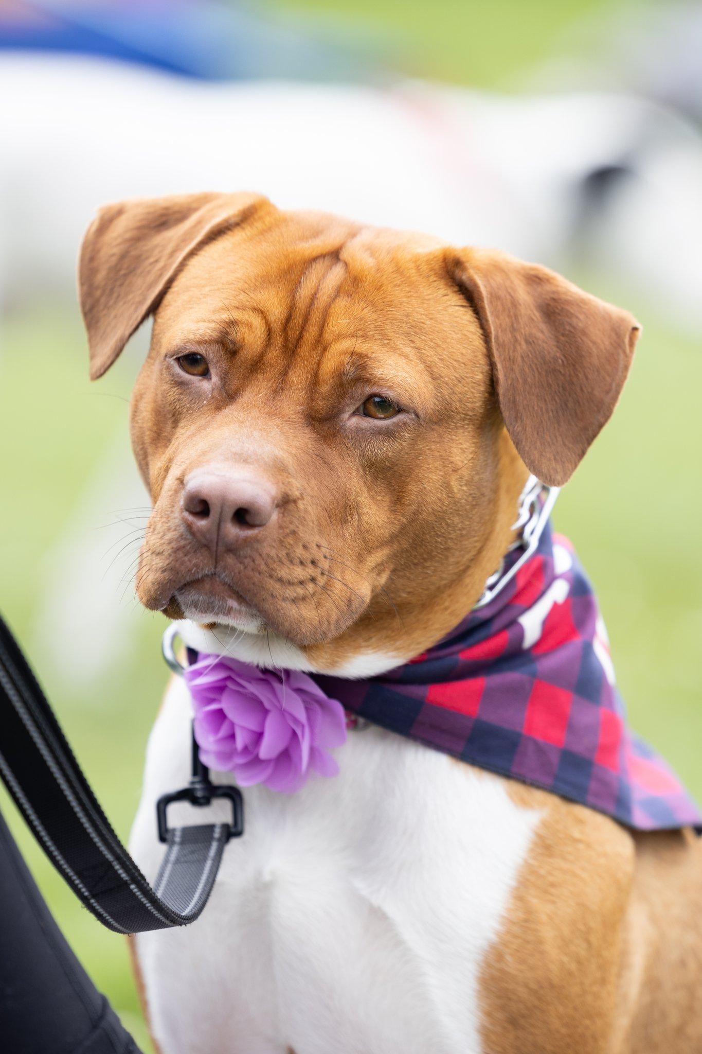 Enlarge Mama Eve, a Adoptable mixed breed in Pembroke, MA image 6/6