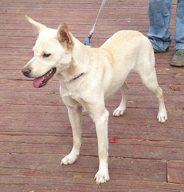 Cinder, ADOPTABLE, Puppy Female Terrier.