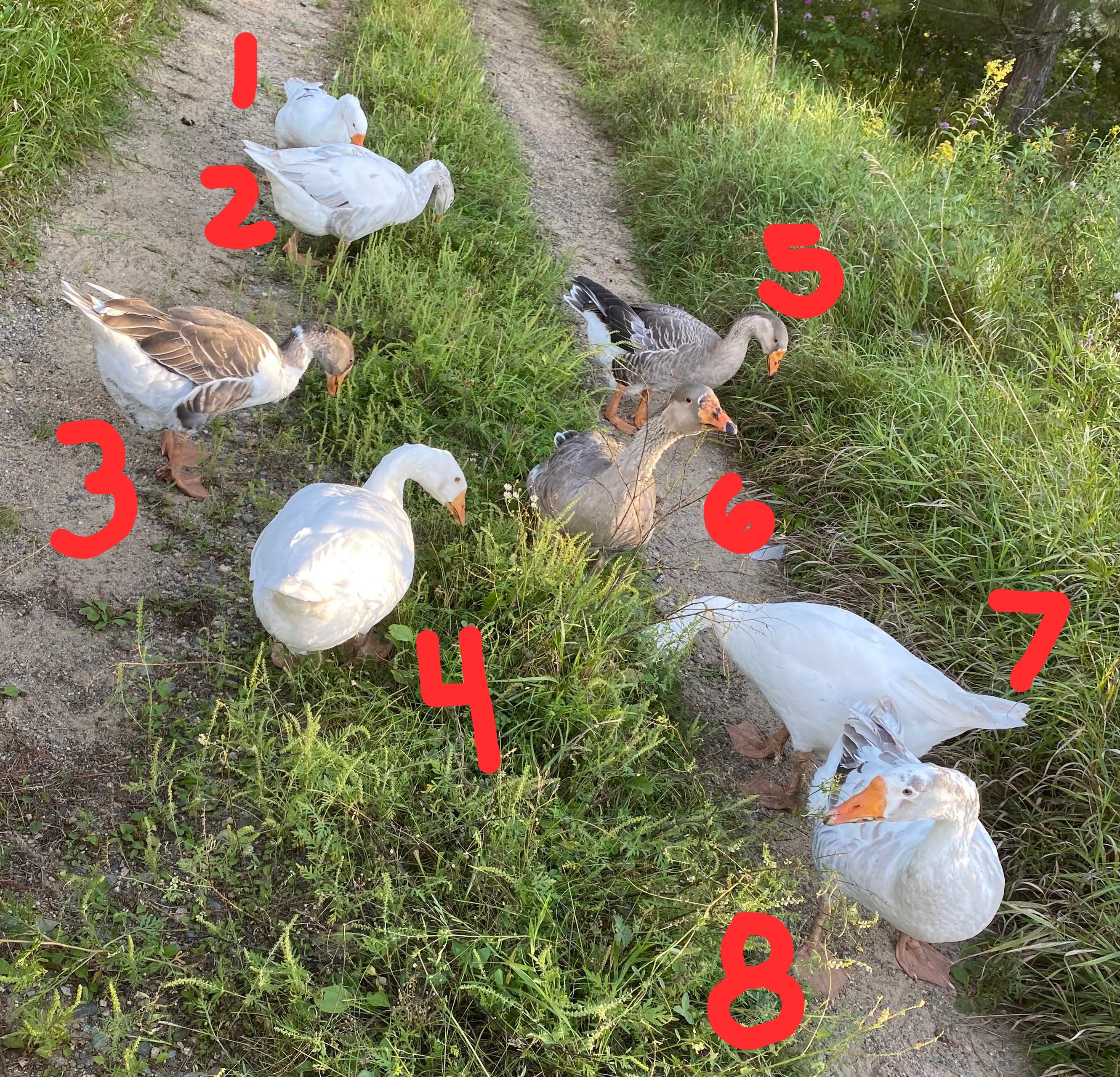 Flock of 8 Pilgrim/Embden Geese, a Adoptable Goose in Brainerd, MN image 2/2