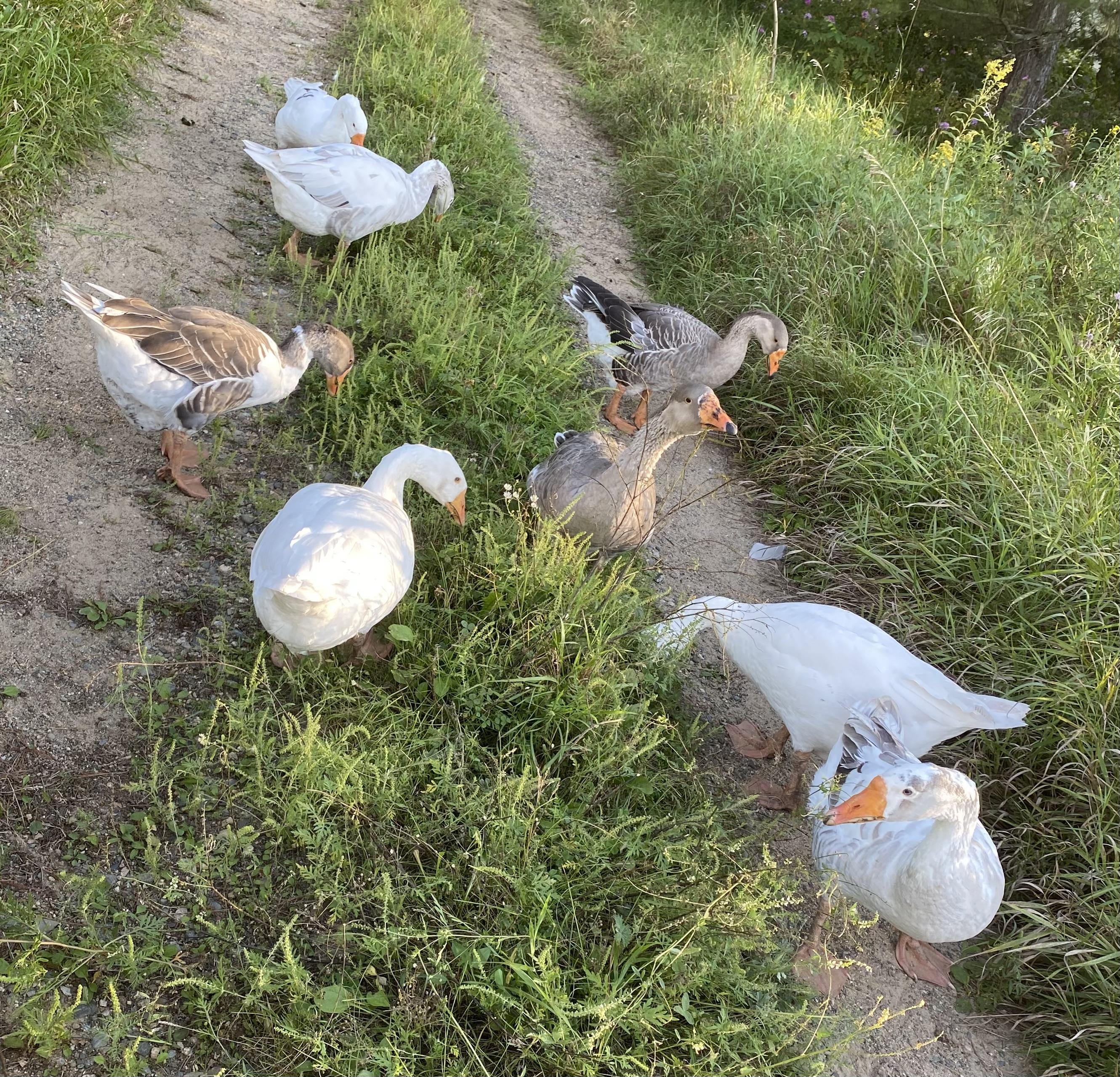 Flock of 8 Pilgrim/Embden Geese