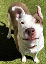 Adaline, ADOPTABLE, Senior Female Mixed Breed.