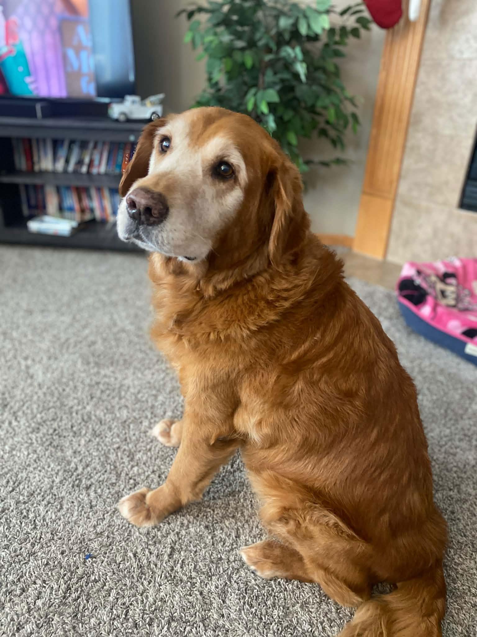 Tucker, Adopted, Senior Male Golden Retriever.