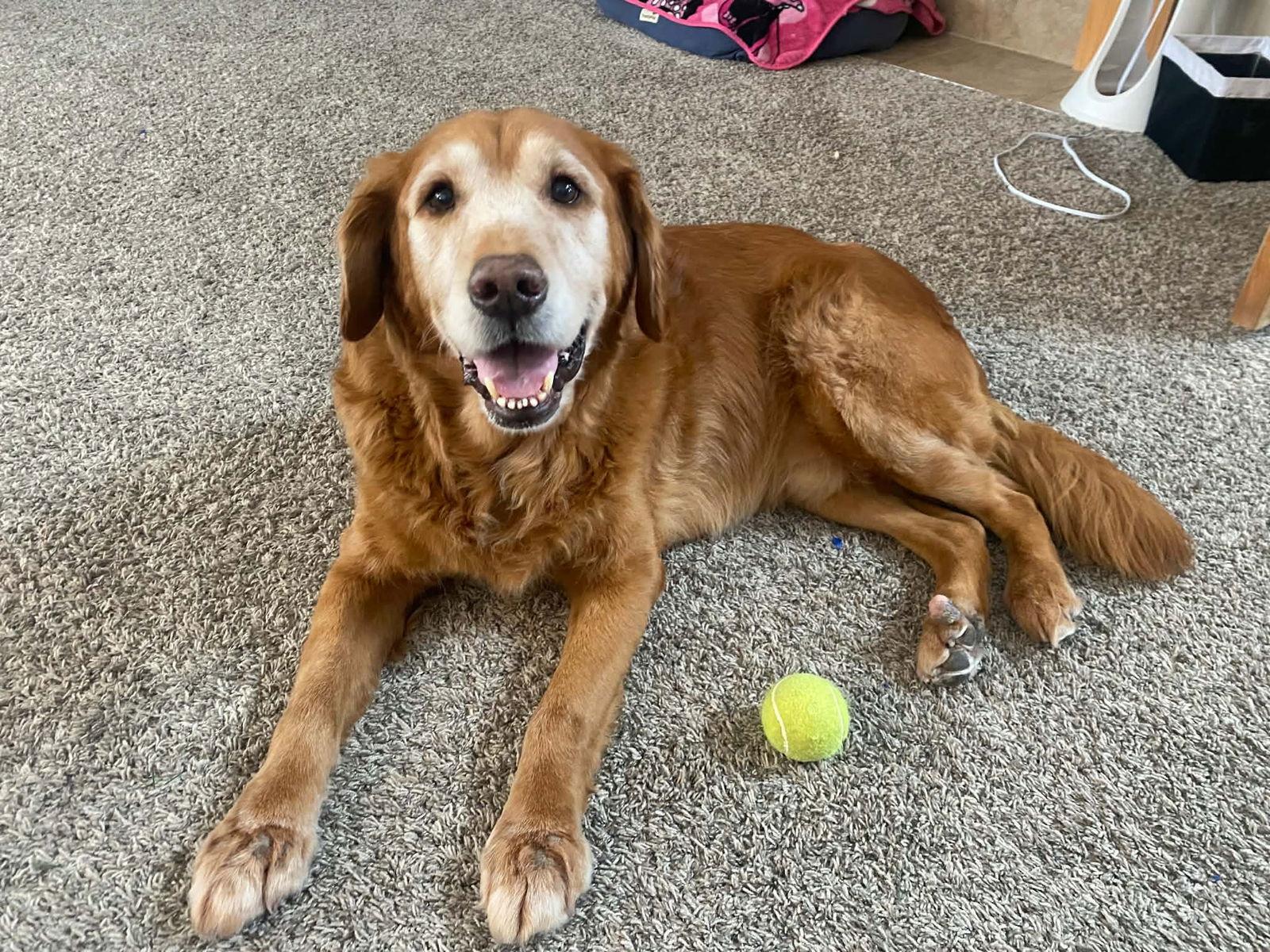 Enlarge Tucker, a Adopted Golden Retriever in Cedar Rapids, IA image 2/3