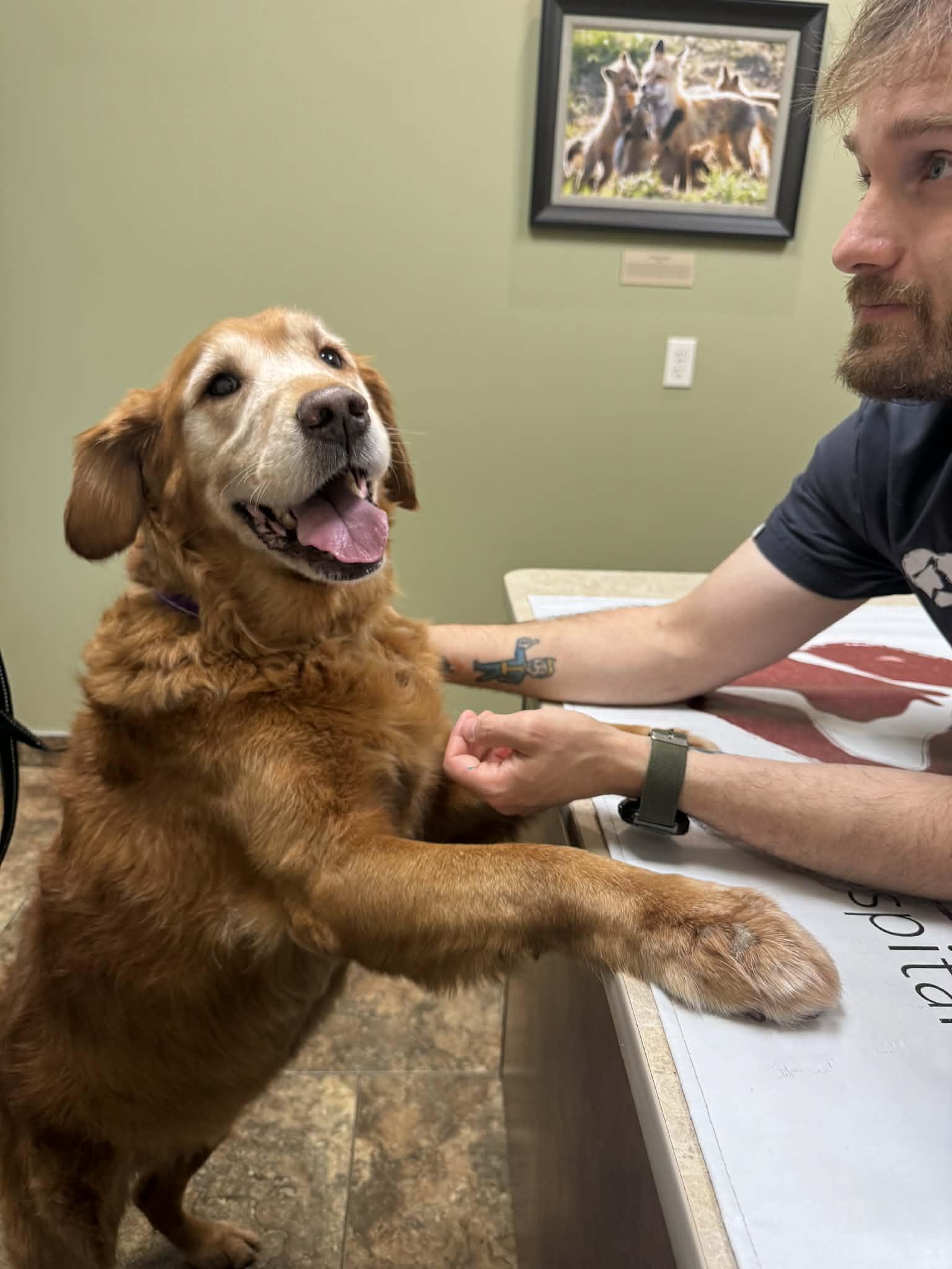 Enlarge Tucker, a Adopted Golden Retriever in Cedar Rapids, IA image 3/3