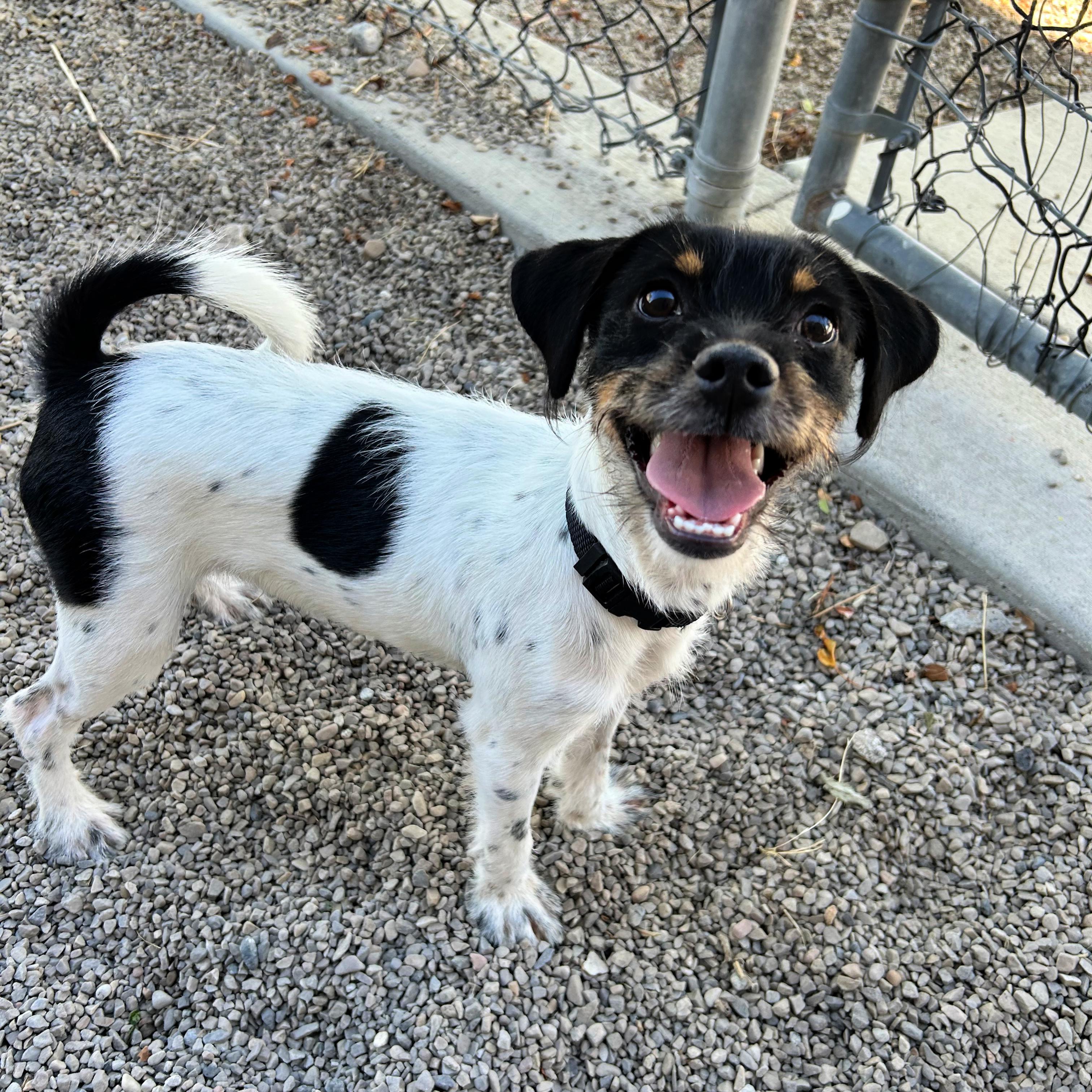 Piranha, Adoptable, Puppy Male Jack Russell Terrier.