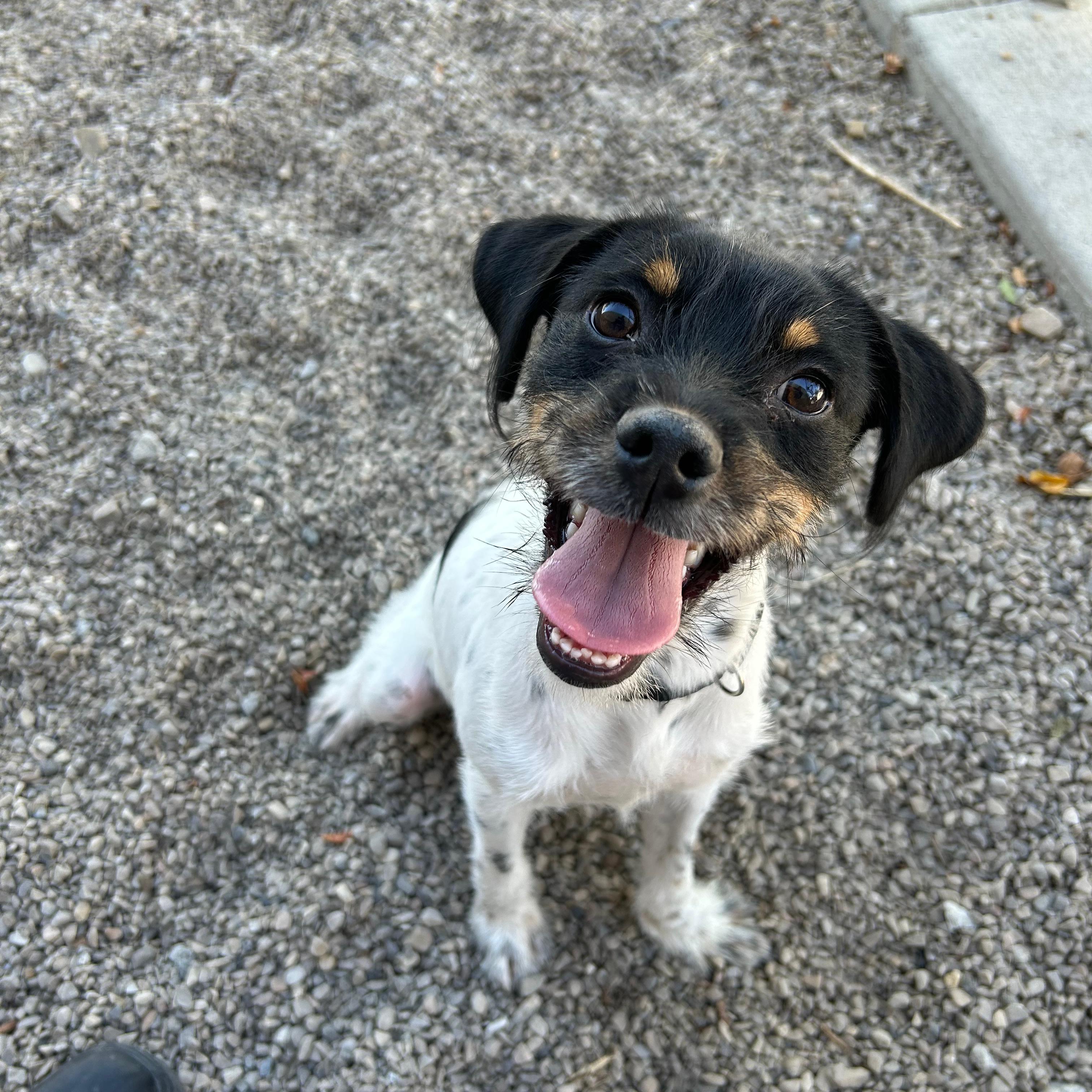 Enlarge Piranha, a Adoptable mixed breed in Lindon, UT image 5/6