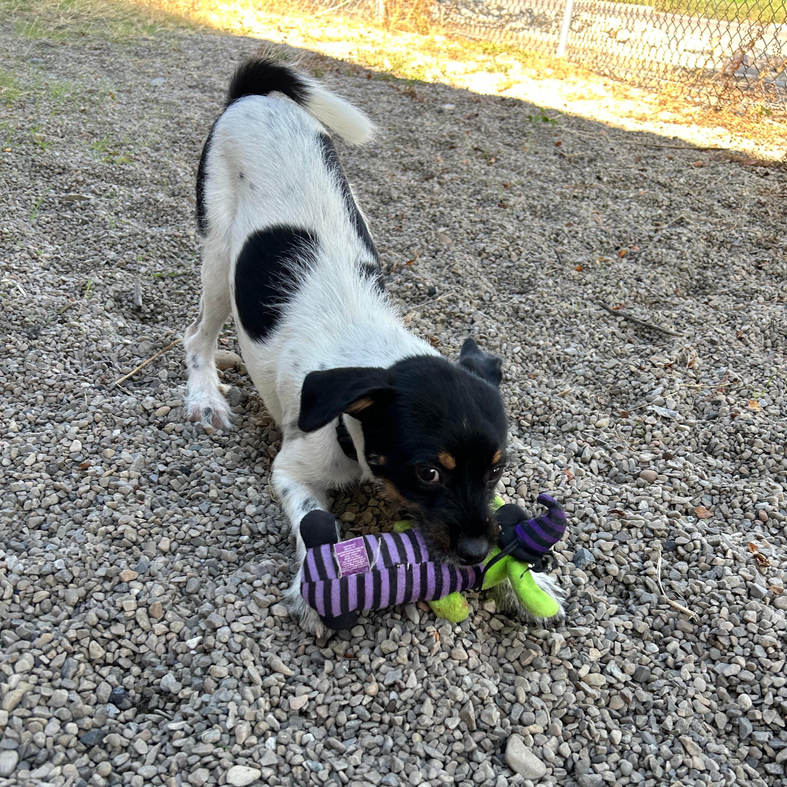 Enlarge Piranha, a Adoptable mixed breed in Lindon, UT image 3/6