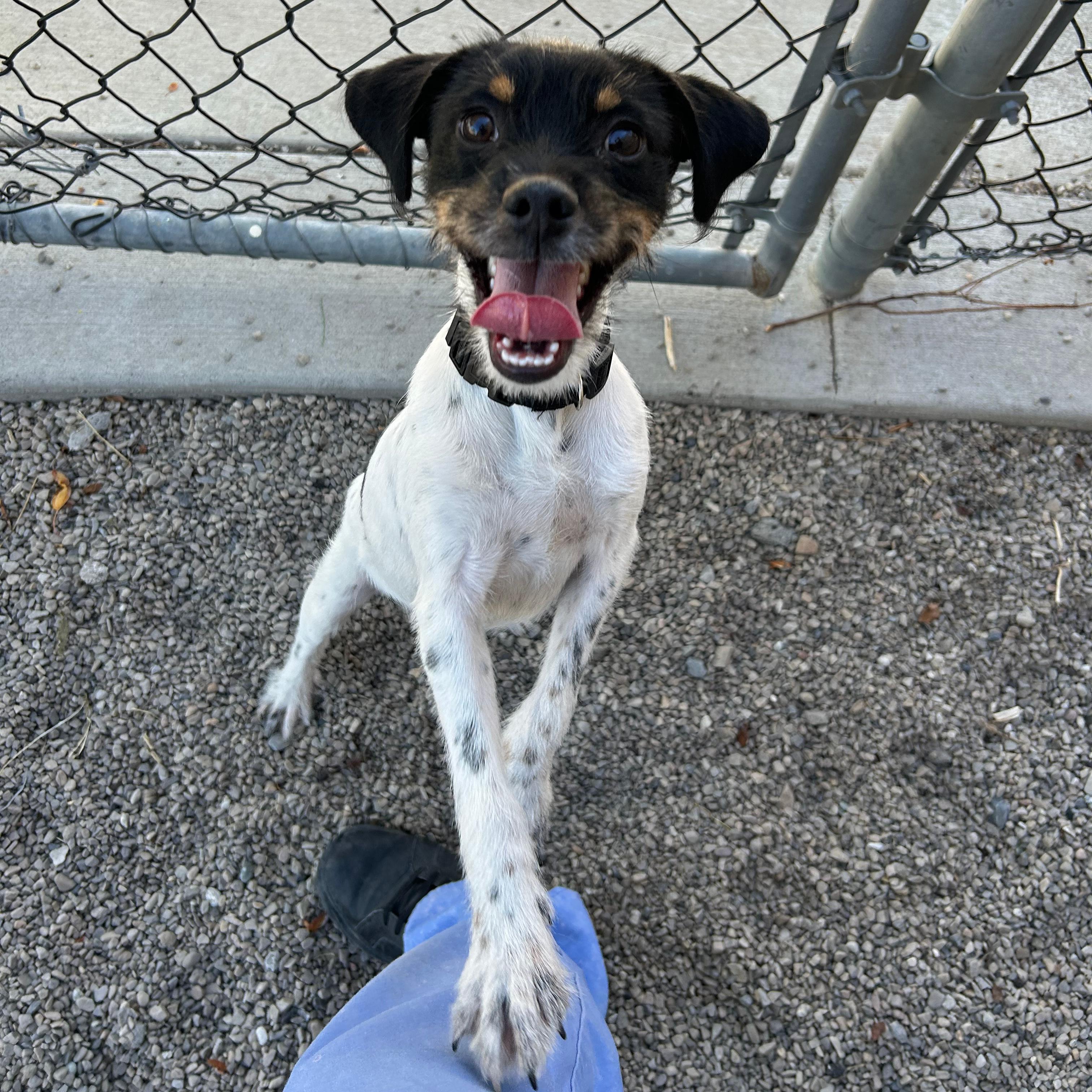 Enlarge Piranha, a Adoptable mixed breed in Lindon, UT image 6/6