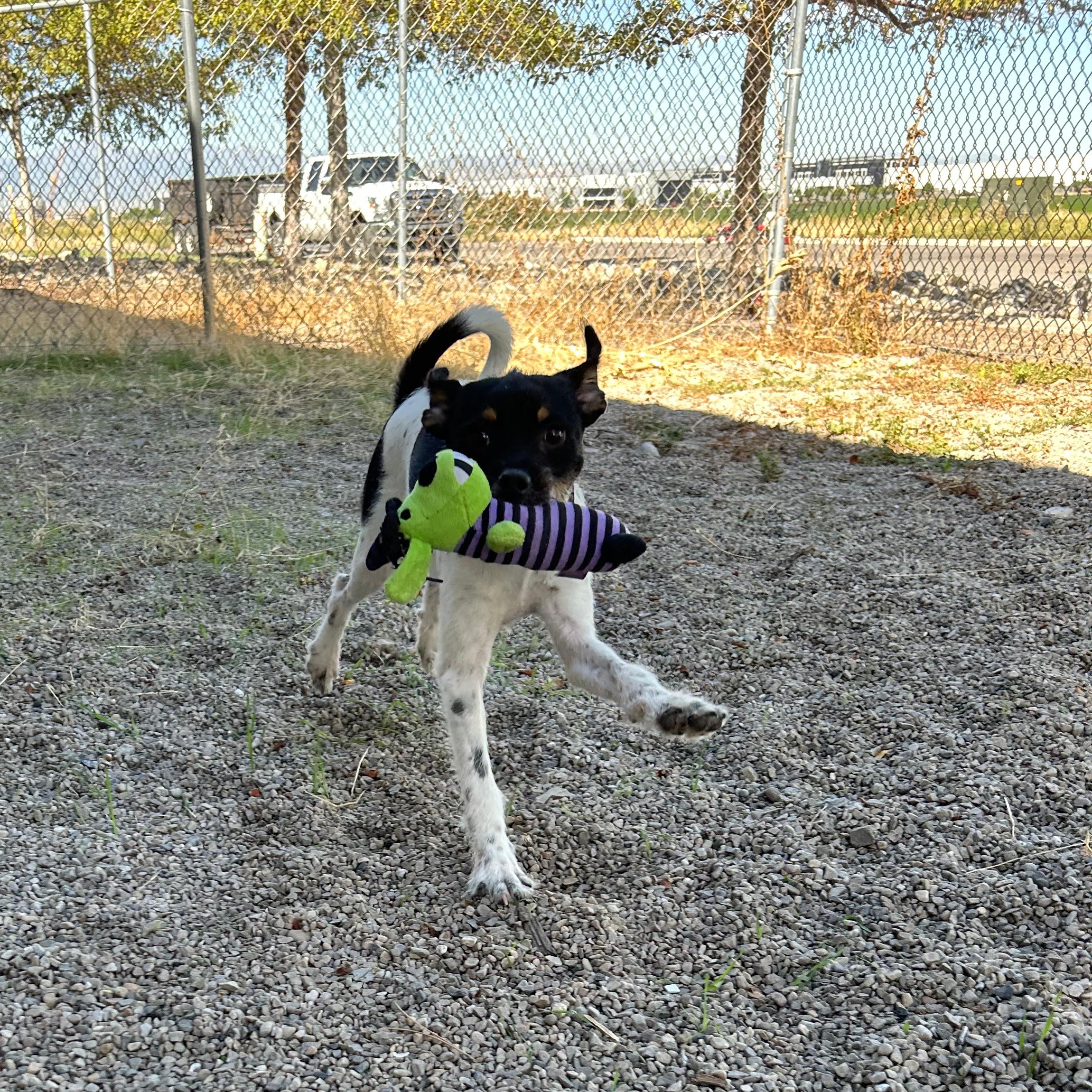 Enlarge Piranha, a Adoptable mixed breed in Lindon, UT image 2/6