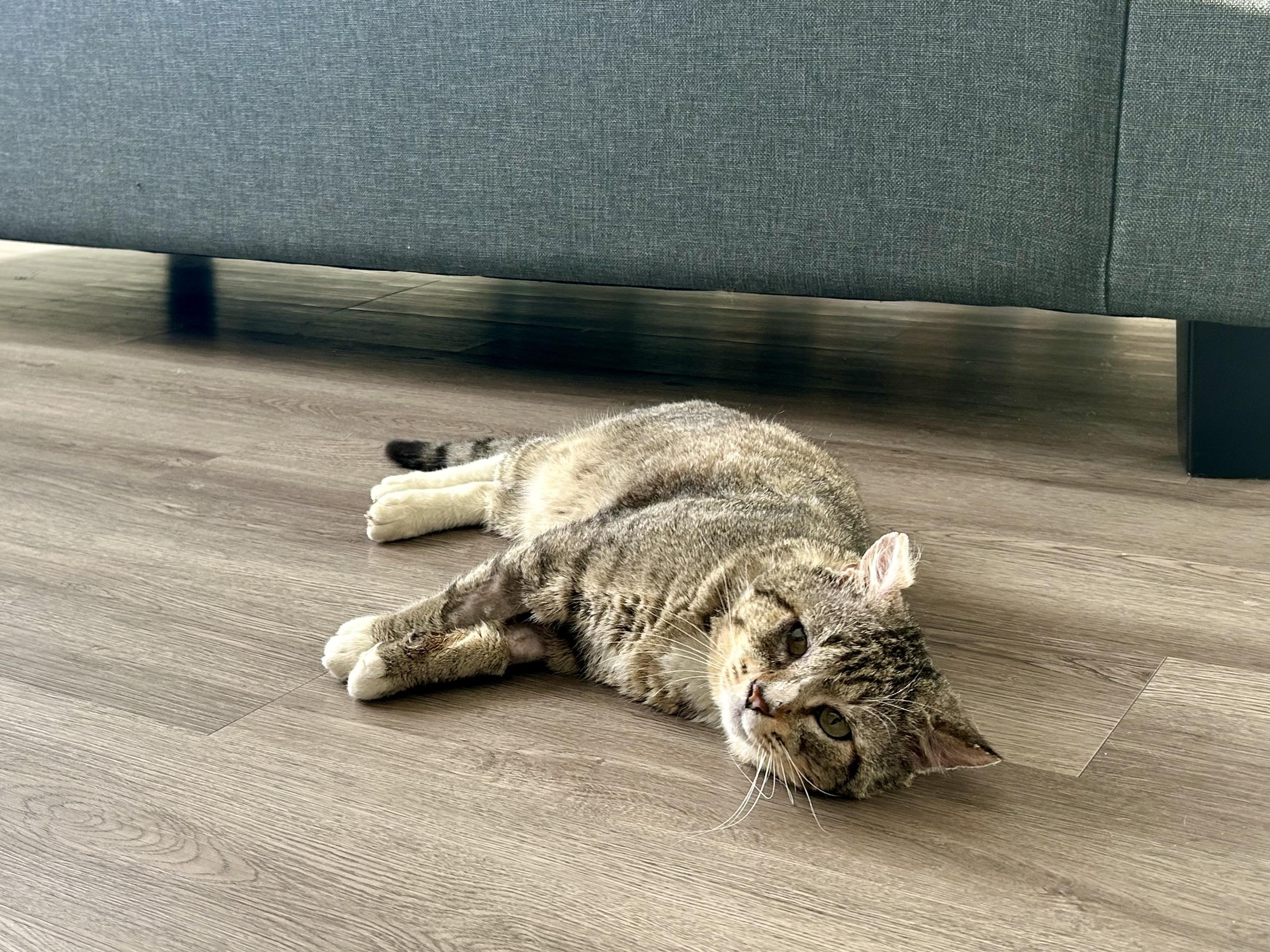 Olor, ADOPTABLE, Adult Male Domestic Short Hair.