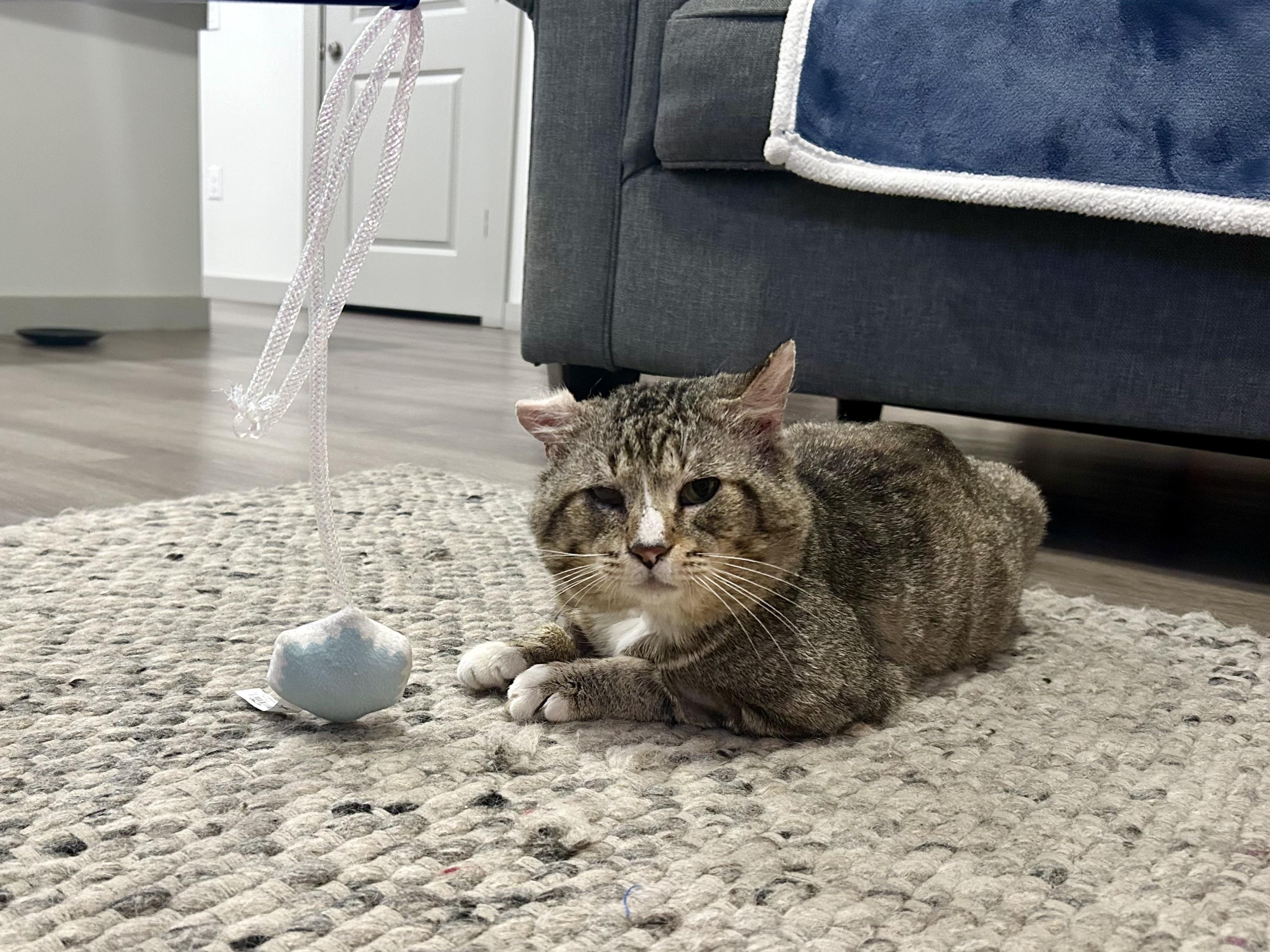 Enlarge Olor, a ADOPTABLE mixed breed in San Antonio, TX image 3/5