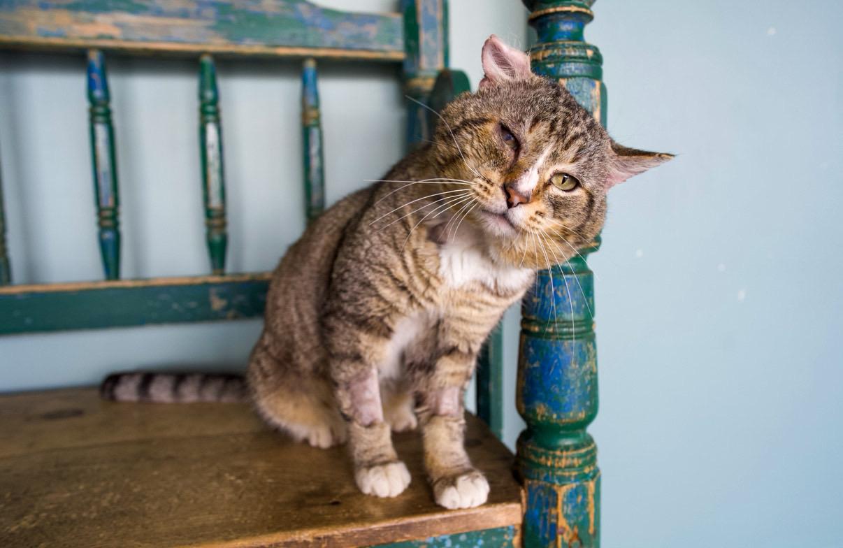 Enlarge Olor, a ADOPTABLE mixed breed in San Antonio, TX image 4/5