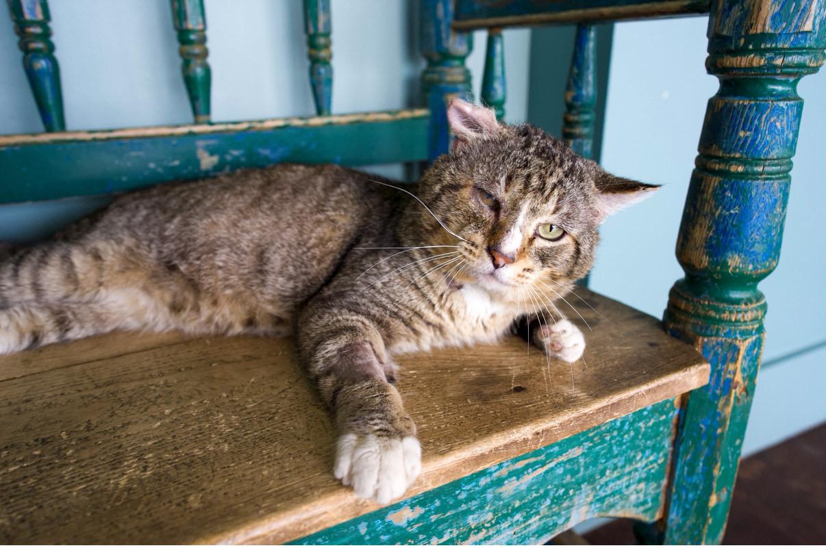 Enlarge Olor, a ADOPTABLE mixed breed in San Antonio, TX image 2/5