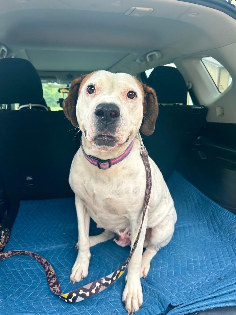 Enlarge Maybel, a Adoptable mixed breed in West Union, OH image 1/2