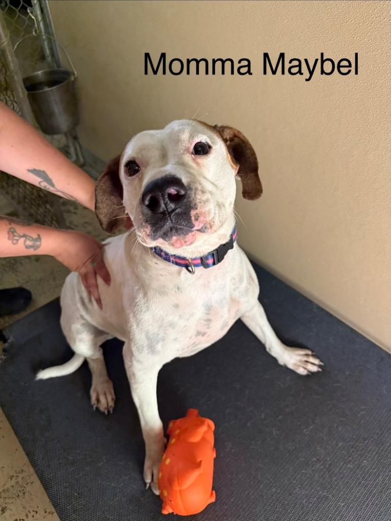Maybel, Adoptable, Young Female Hound.