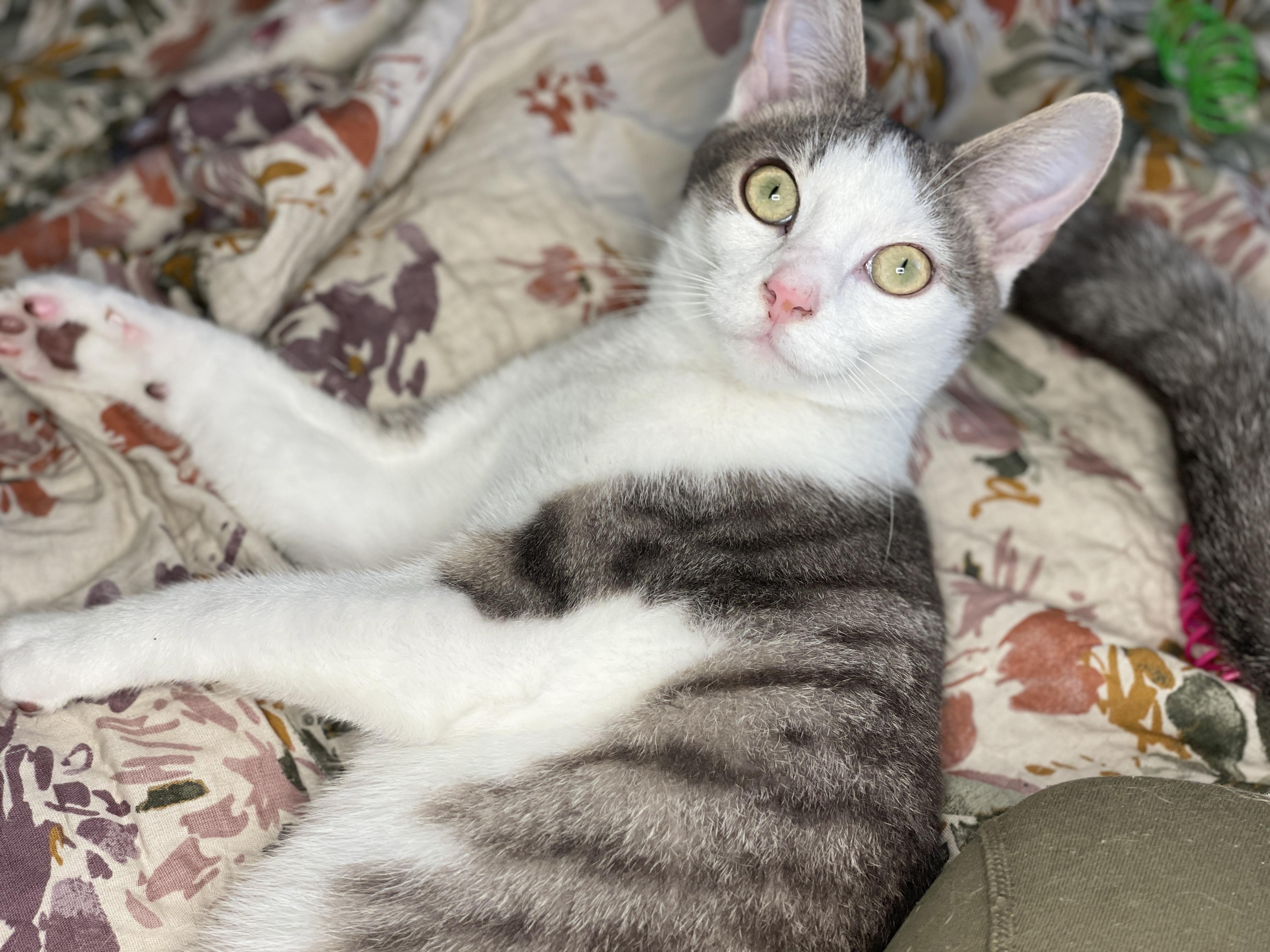 Enlarge Thumper, a Adoptable Domestic Short Hair in Brewster, NY image 5/6